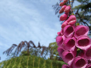 Foxgloves